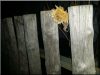 Rustic acacia fence from halved poles