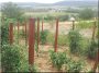 Acacia vineyard  stake, triangle shaped