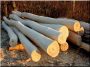 Debarked and sanded 7 metres long acacia poles