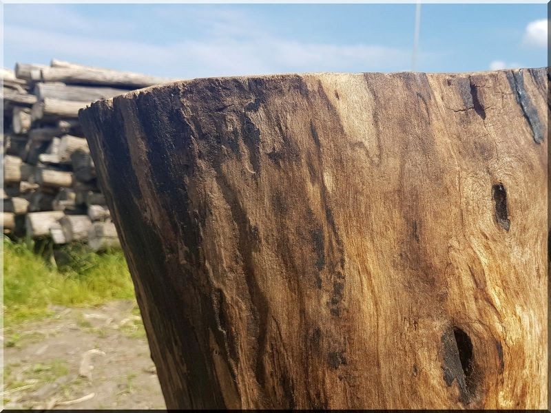 Lyukas diófa rönk Lyukas diófa rönk