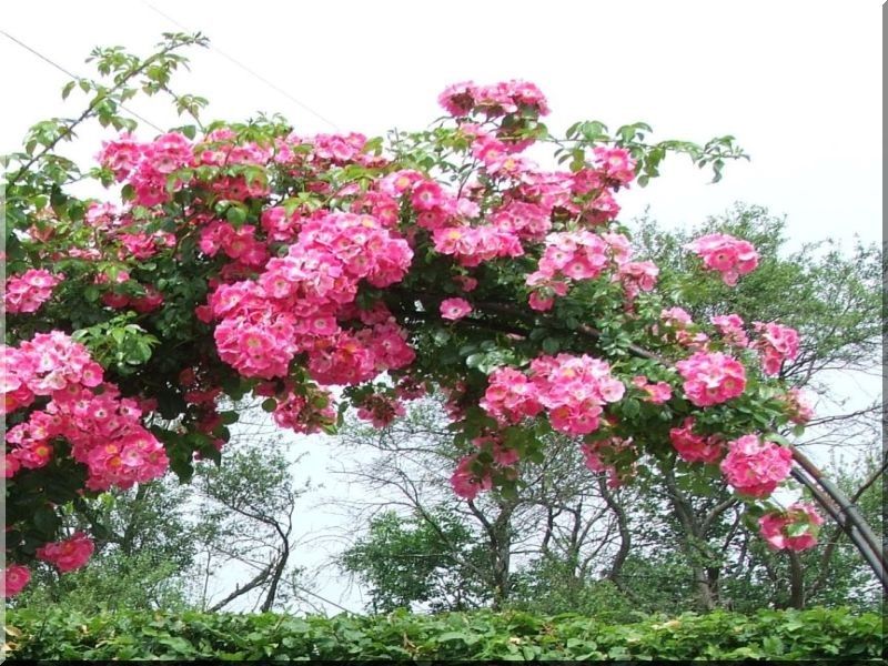 Pergola Pergola
