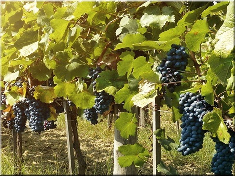 Szőlőkaró, akác Szőlőkaró, akác