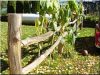 8 - 10 cm átmérőjű akác oszlop 8 - 10 cm átmérőjű akác oszlop