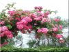 Pergola Pergola