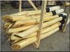 Piquet d-acacia poncé, long de 2,75 m Piquet d-acacia poncé, long de 2,75 m