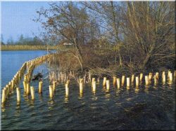 Debarked locust logs, posts, stakes