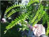 Locust tree