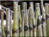 Branch fence, Zulu, 3 - 5 cm