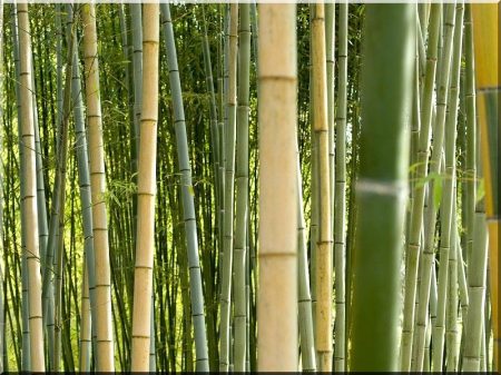 Növénytámasz, bambusz