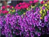 Versailles flower box