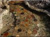 Toddler, 15 cm thick, acacia tree