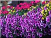 Colonne pour les fleurs, ronde