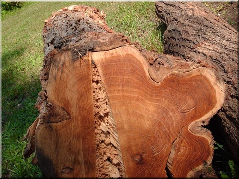 Acacia logs, 21 - 25 cm meter We sell bark acacia logs on fo