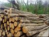 We are looking for acacia logs and poles!