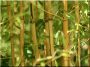 Növénytámasz, bambusz