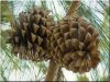 Pine cone