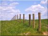 Locust vineyard post, debarked,thick