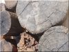 Décoration de créoles en acacia antique, 16 - 20 cm