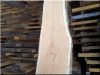 Gleditsia plank