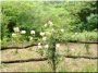 Holzpfahl Robinie für Zaunbau, 2 m