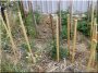 Acacia stalk, 25 x 25 mm, 1.8 meters long