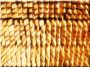 Stützpfahl aus Robinienholz, 25 x 25 mm, 1,8 m lang