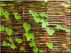 Wicker cane fence