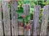 Antique plank fence