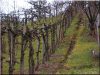 Acacia vineyard stake, 5 x 5 cm, 2 metres long