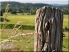Wild fence post