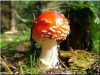 Fly-agaric