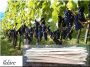 Traditionelle Weinpfähle aus Akazienholz, 1,8 m lang