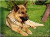 Dog-kennel from logs, size III