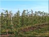 Acacia vineyard  stake, triangle shaped