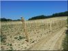 Debarked locust vineyard post